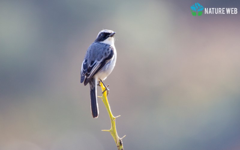 Perching Birds